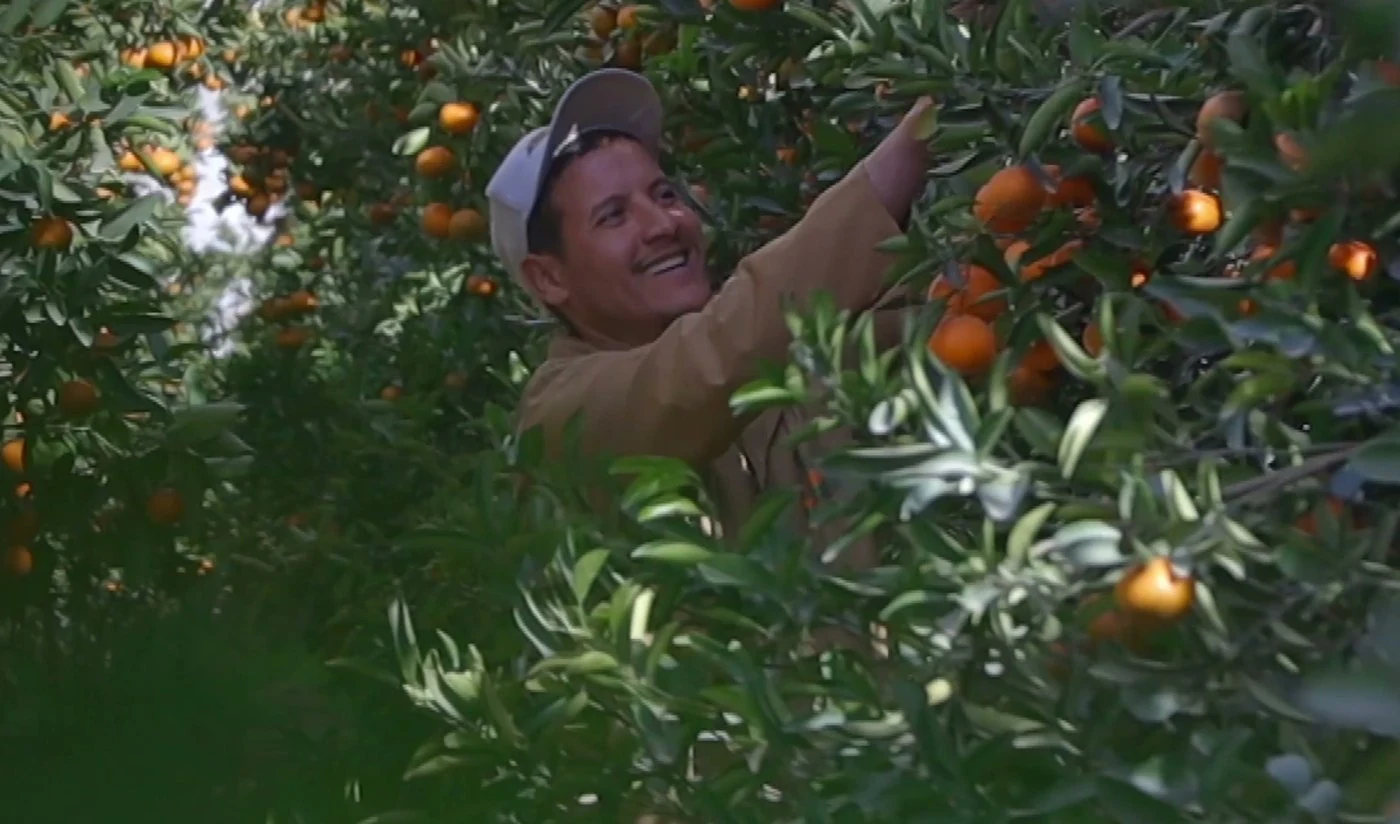 Harvester picking citrus in a VitaSouss orchard