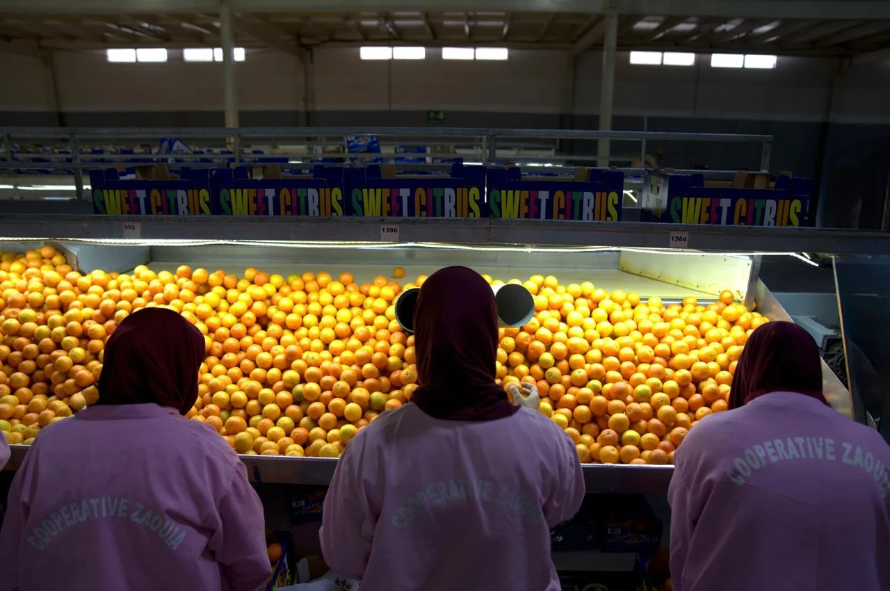 Packhouse workers sorting citrus