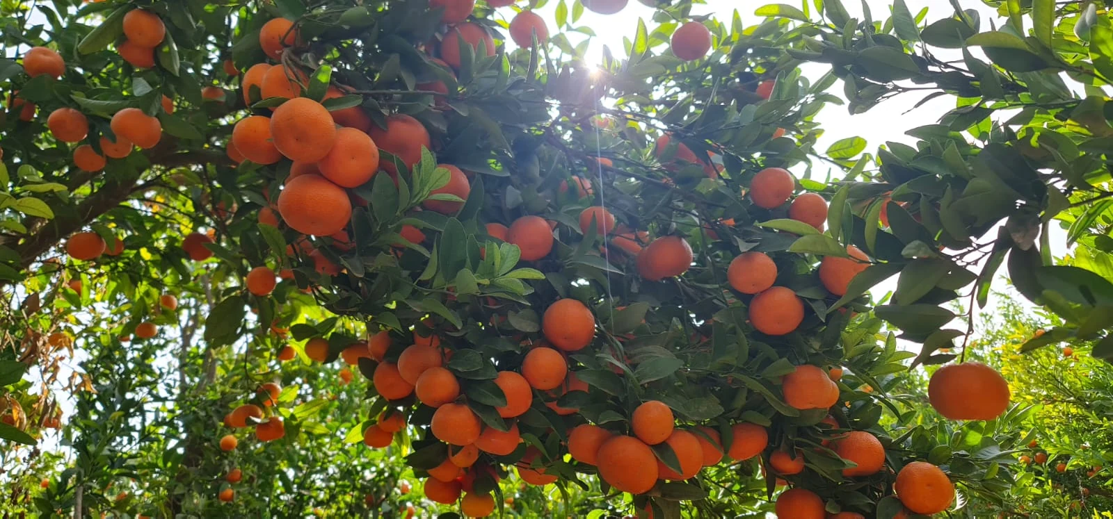 Citrus on the branch